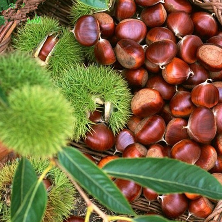Chestnut