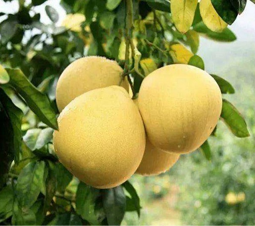 White honey  pomelo