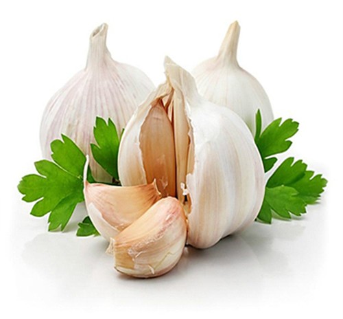 Garlic